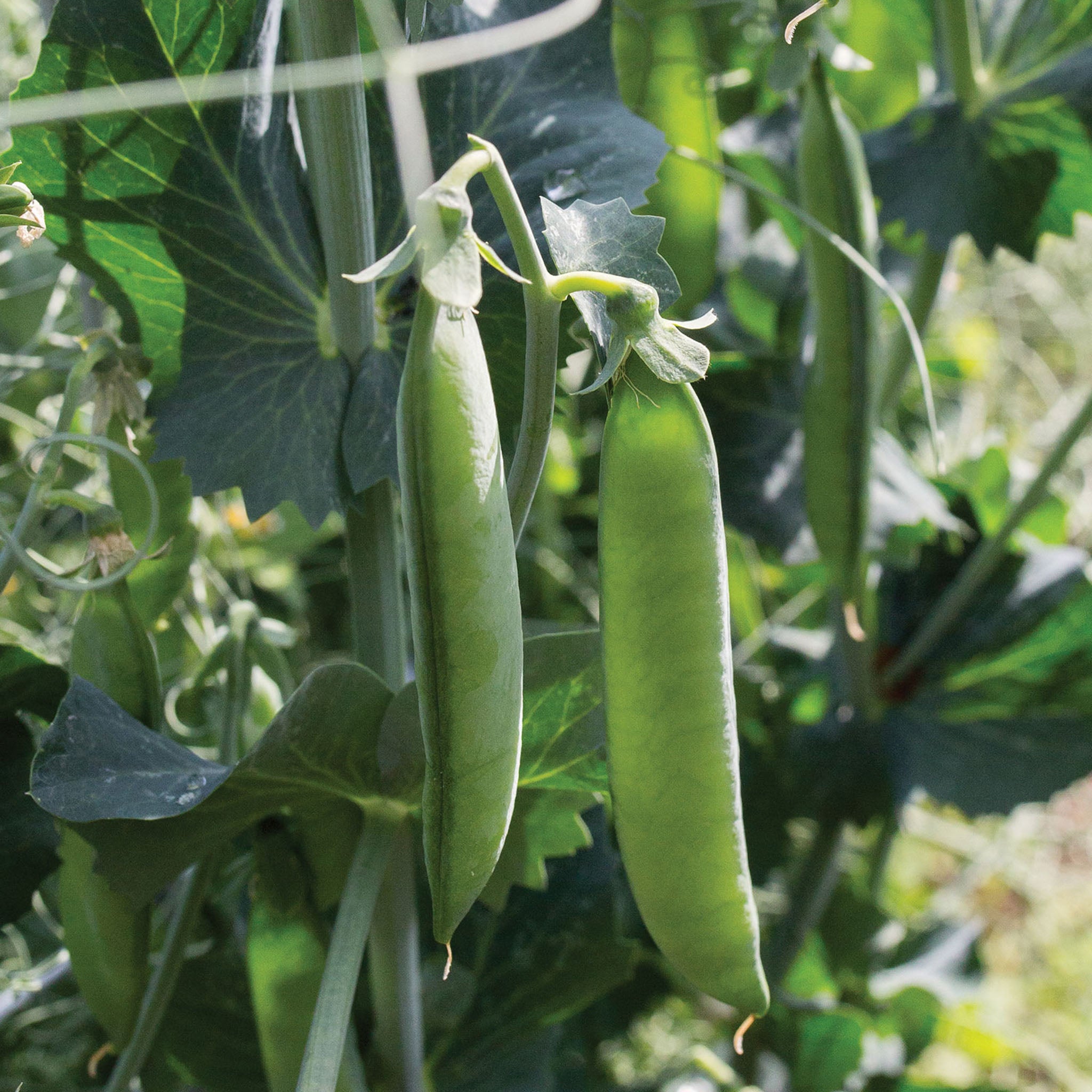 Easy Peasy Pea