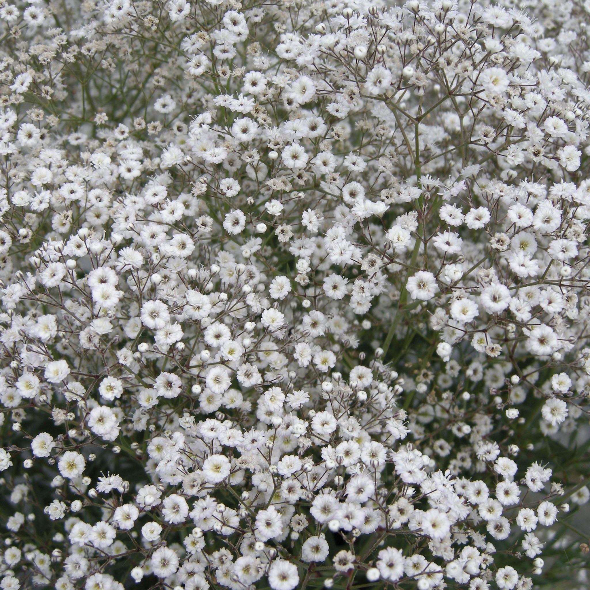 Early Snowball Babys Breath
