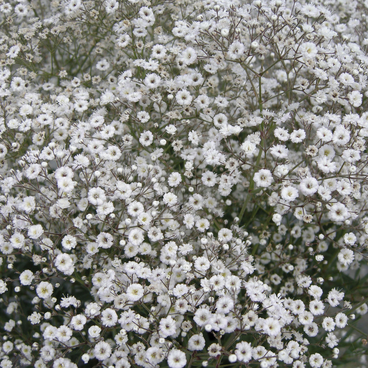 Early Snowball Babys Breath