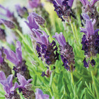Bandera Purple Lavender