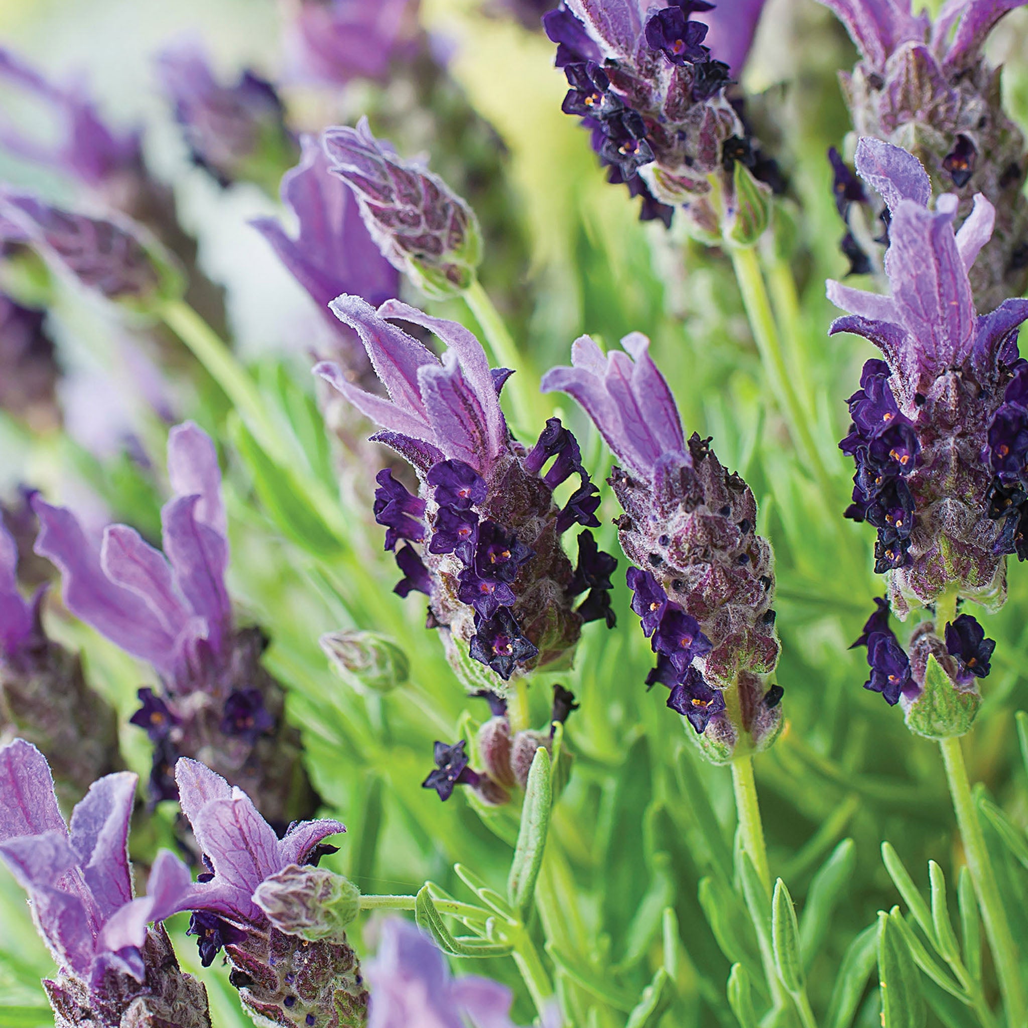 Bandera Purple Lavender