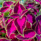 Chocolate Covered Cherry Coleus