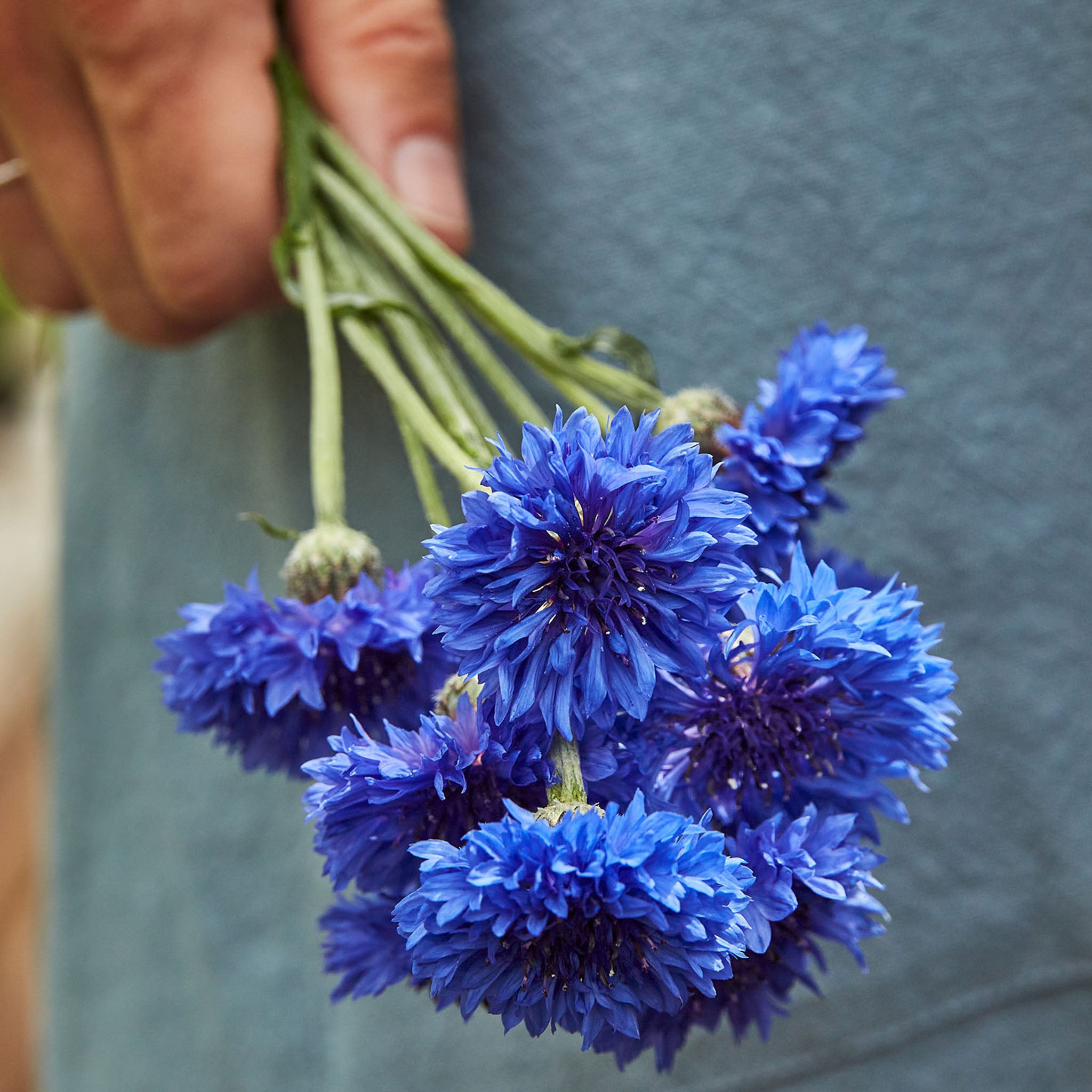 Blue Boy Cornflower