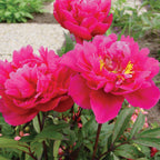 Karl Rosenfield Peony Bare Root