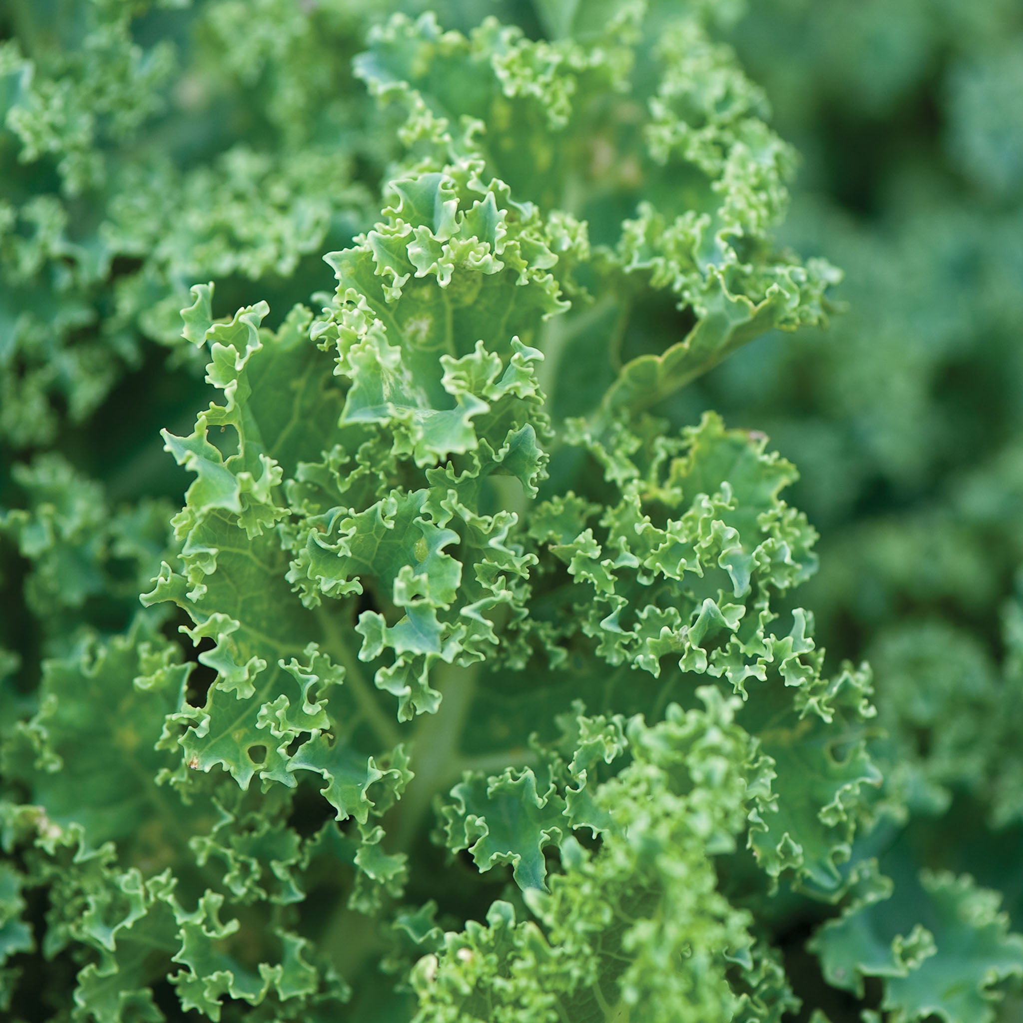 Dwarf Blue Curled Vates Kale