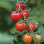 Cherry Baby Tomato