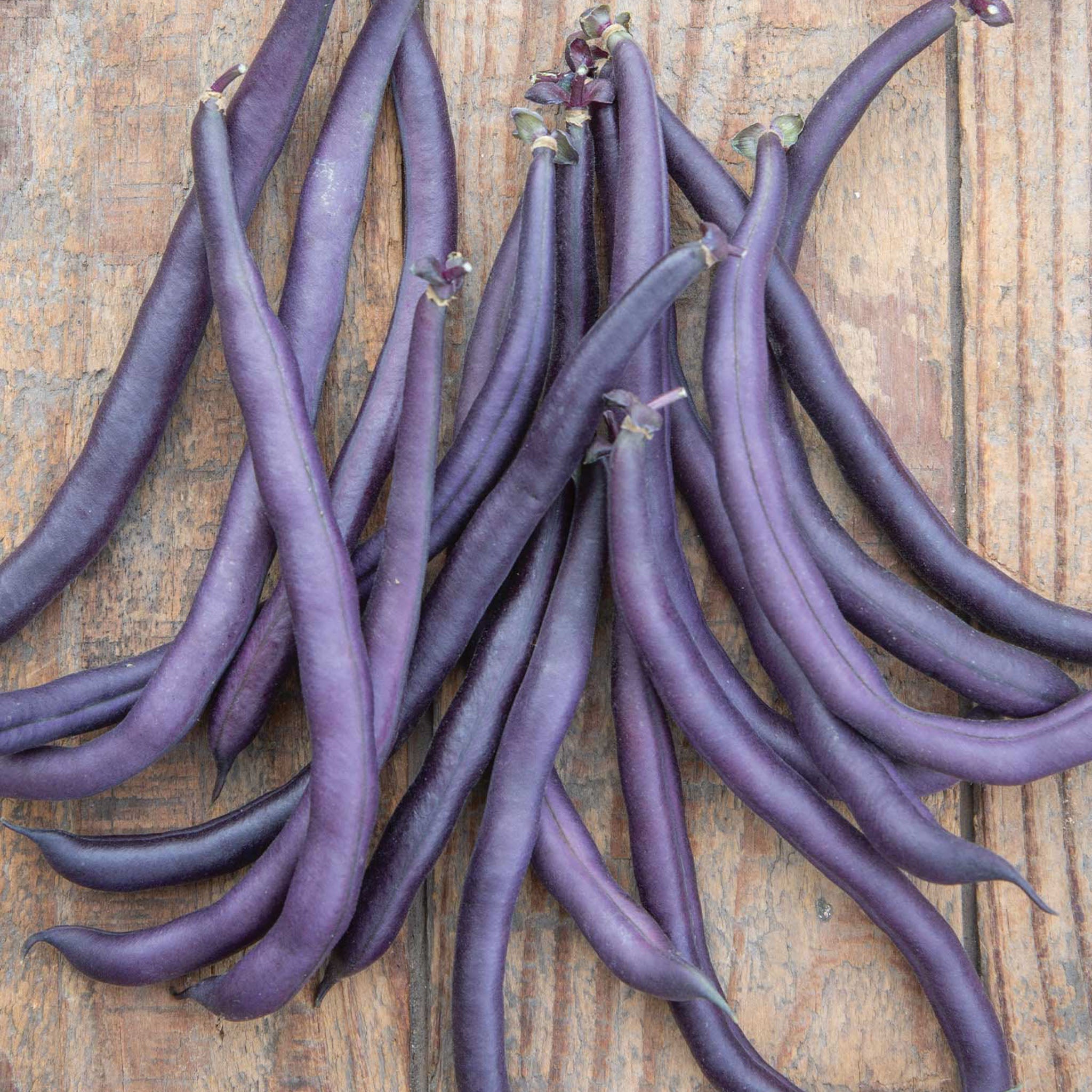 Purple Queen Bush Bean