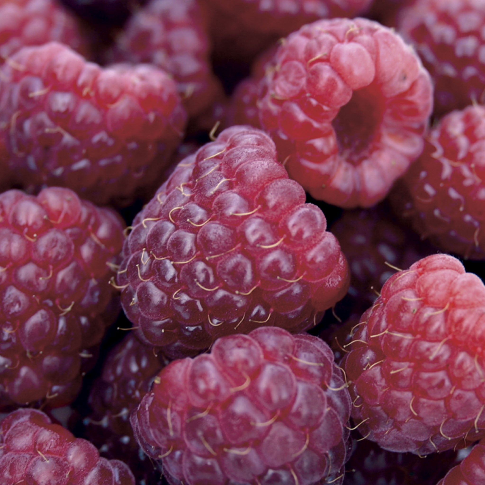 Royalty Raspberry