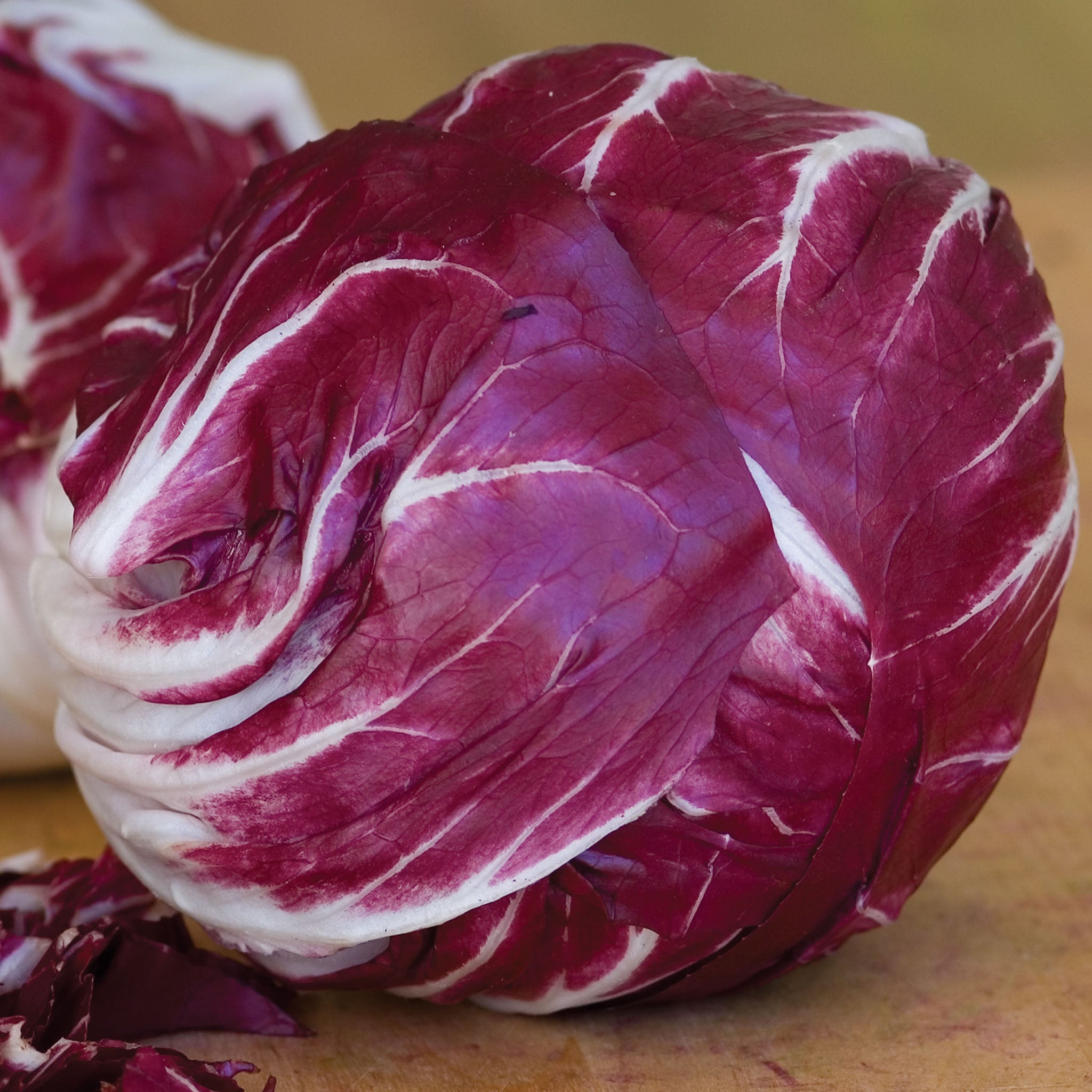 Chicory Red Verona Radicchio
