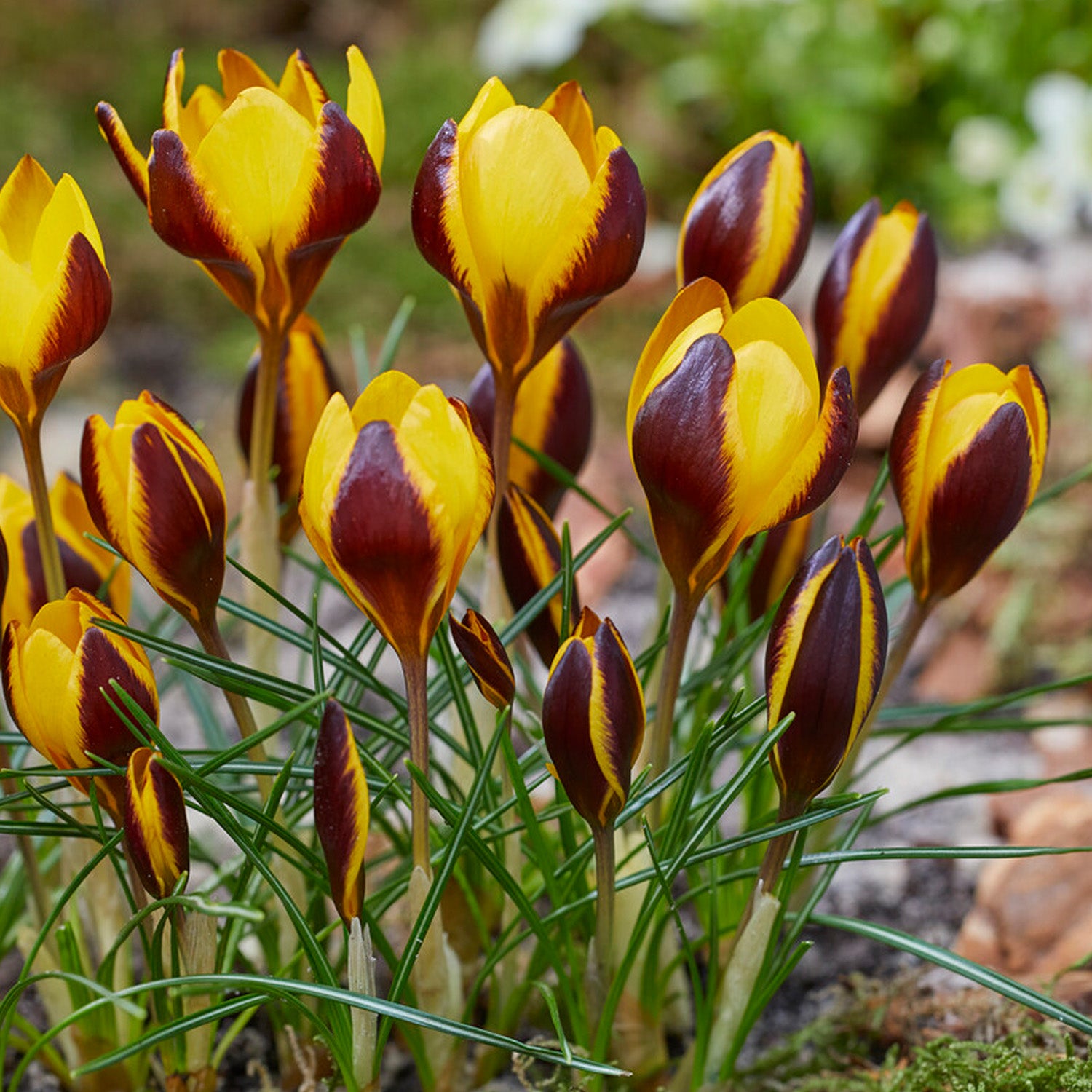 Crocus, Queen Bee