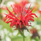 Jacob Cline Monarda