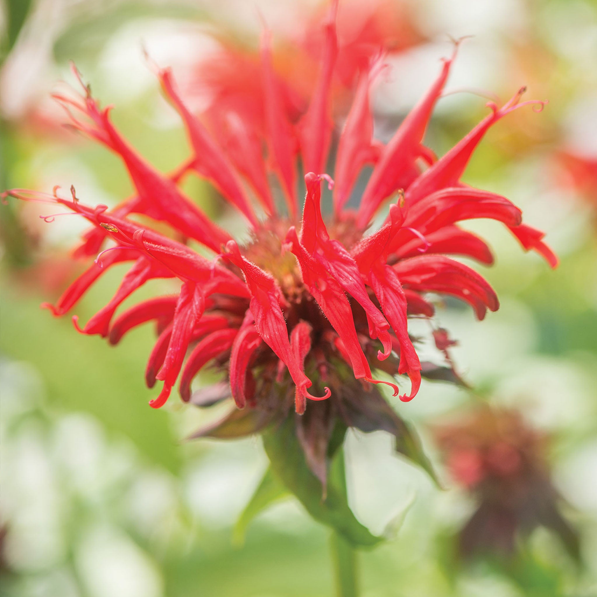 Jacob Cline Monarda
