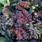 Back in Black Sedum