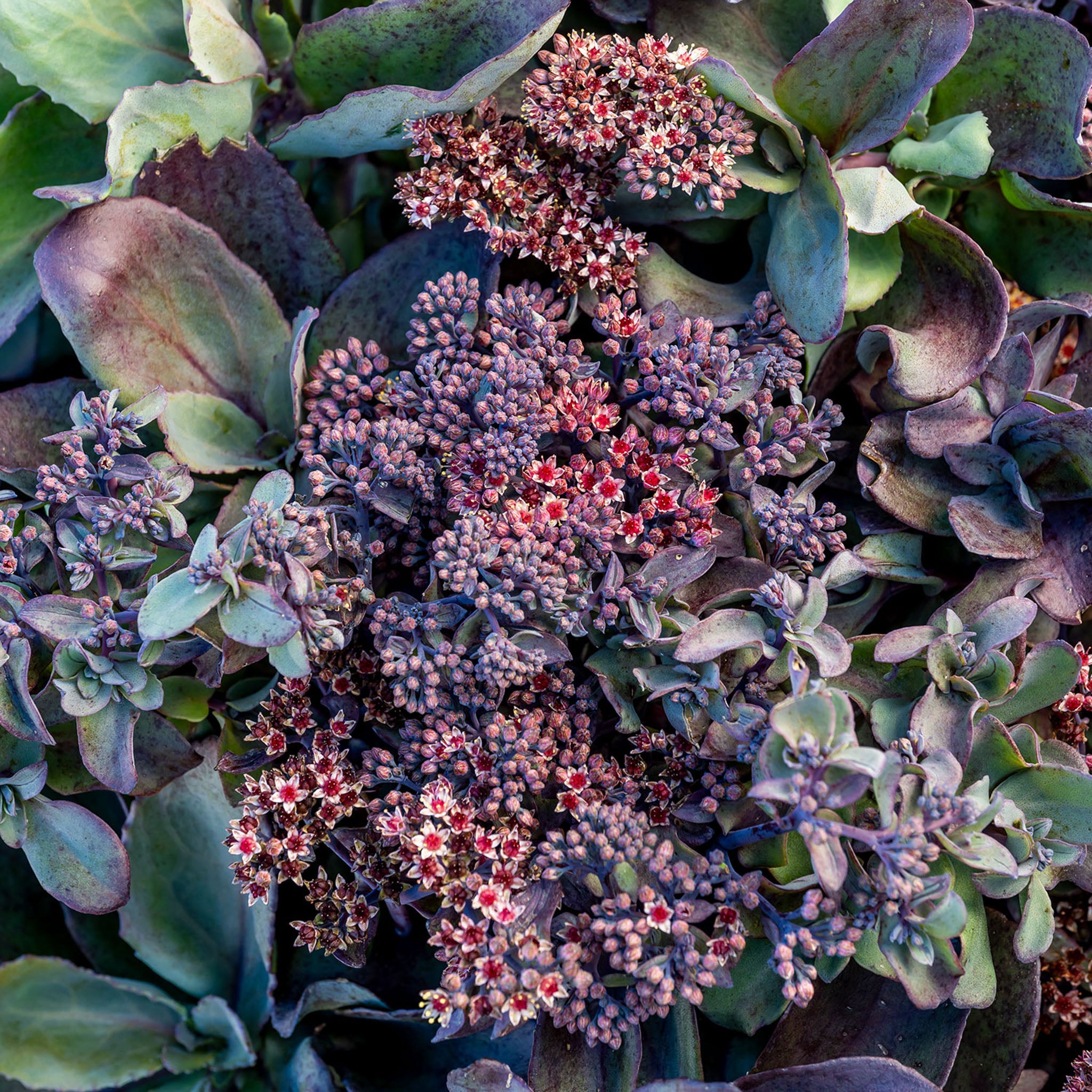 Back in Black Sedum