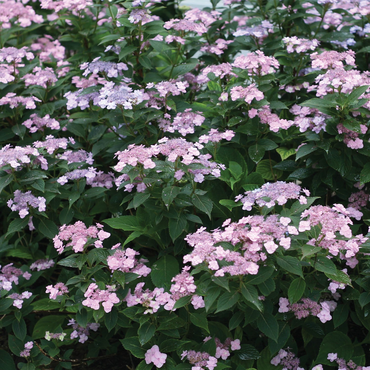 Tiny Tuff Stuff Hydrangea Serrata