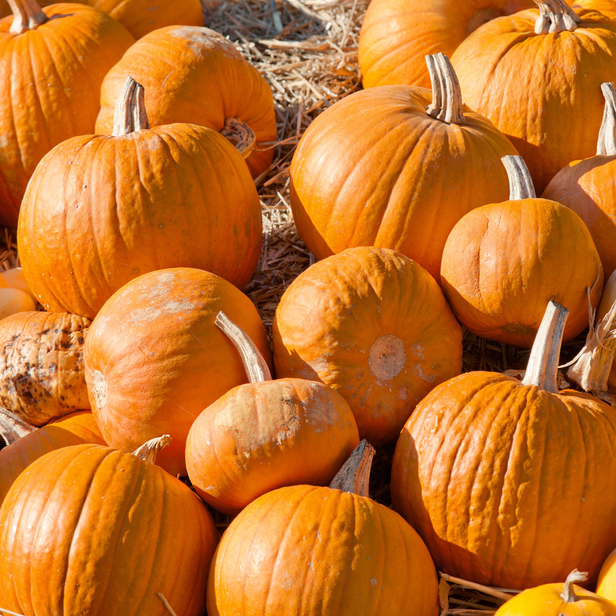 Cherokee Bush Pumpkin