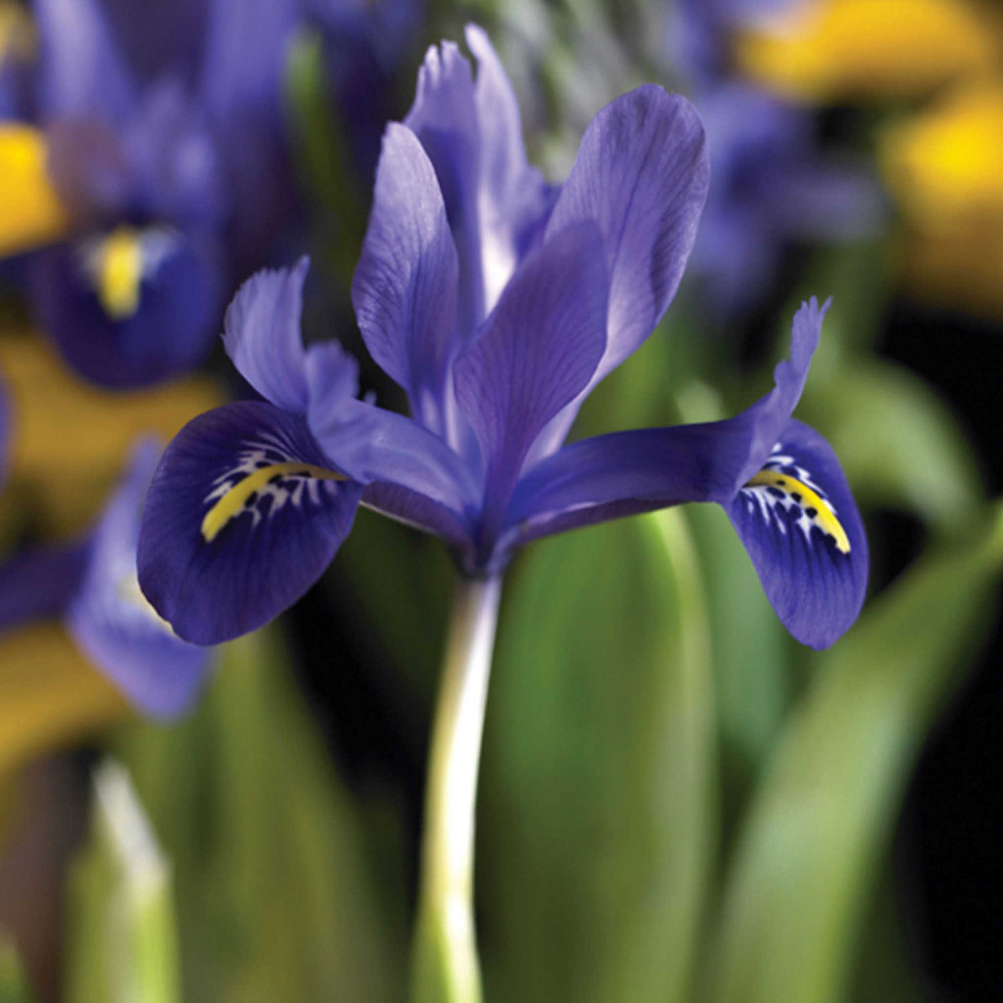 Harmony Iris Reticulata Bulbs