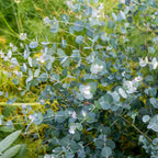 Eucalyptus Gunii Silverdrop Herb