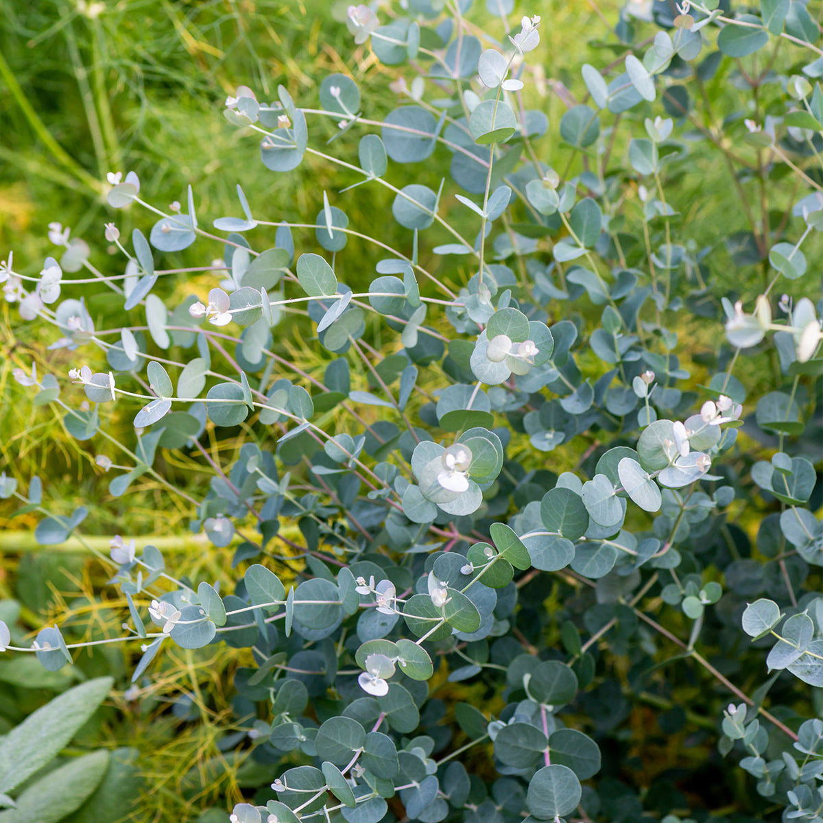 Eucalyptus Gunii Silverdrop Herb