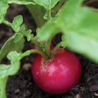 Pink Beauty Radish
