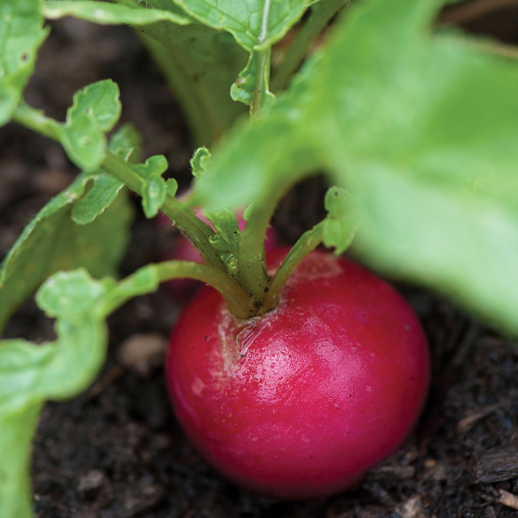 Pink Beauty Radish