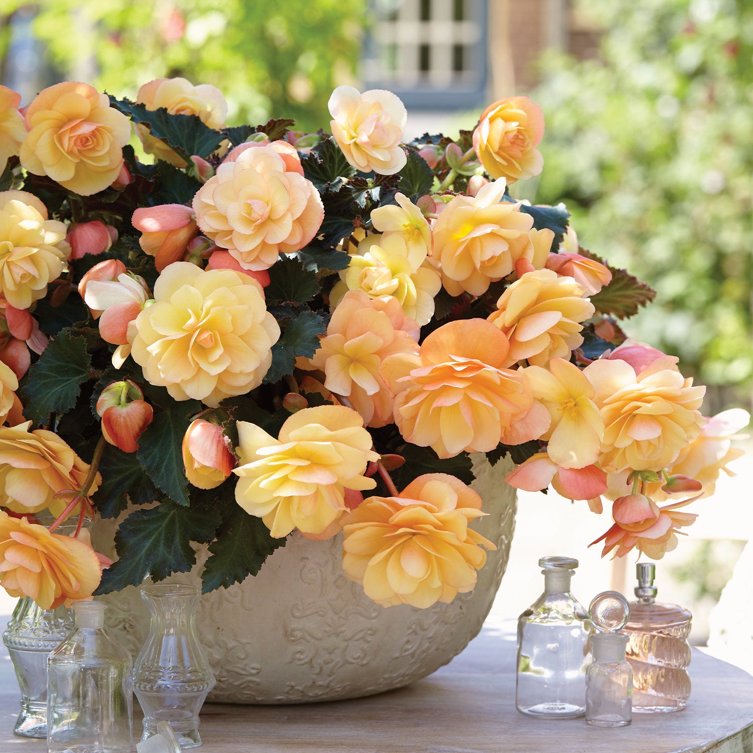 Fragrant Falls Peach Begonia