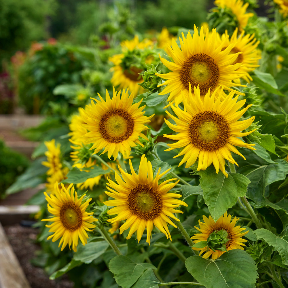 Lemon Hedge Sunflower