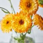 Pacific Apricot Beauty Calendula