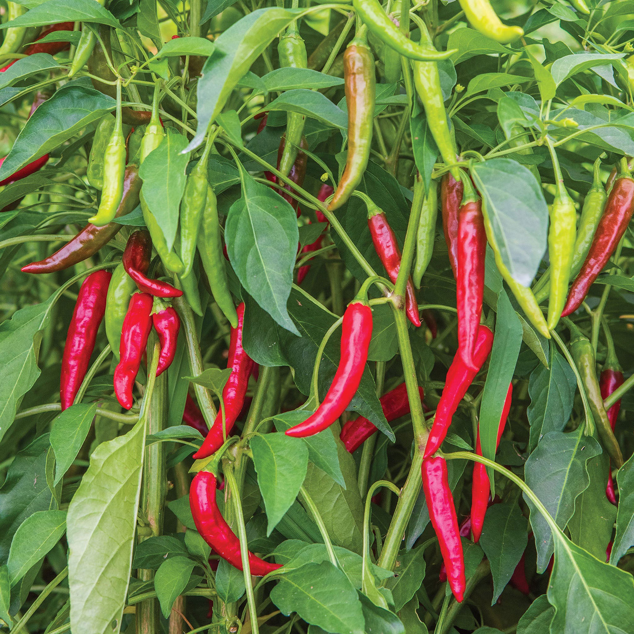 Dragon Cayenne Hot Pepper
