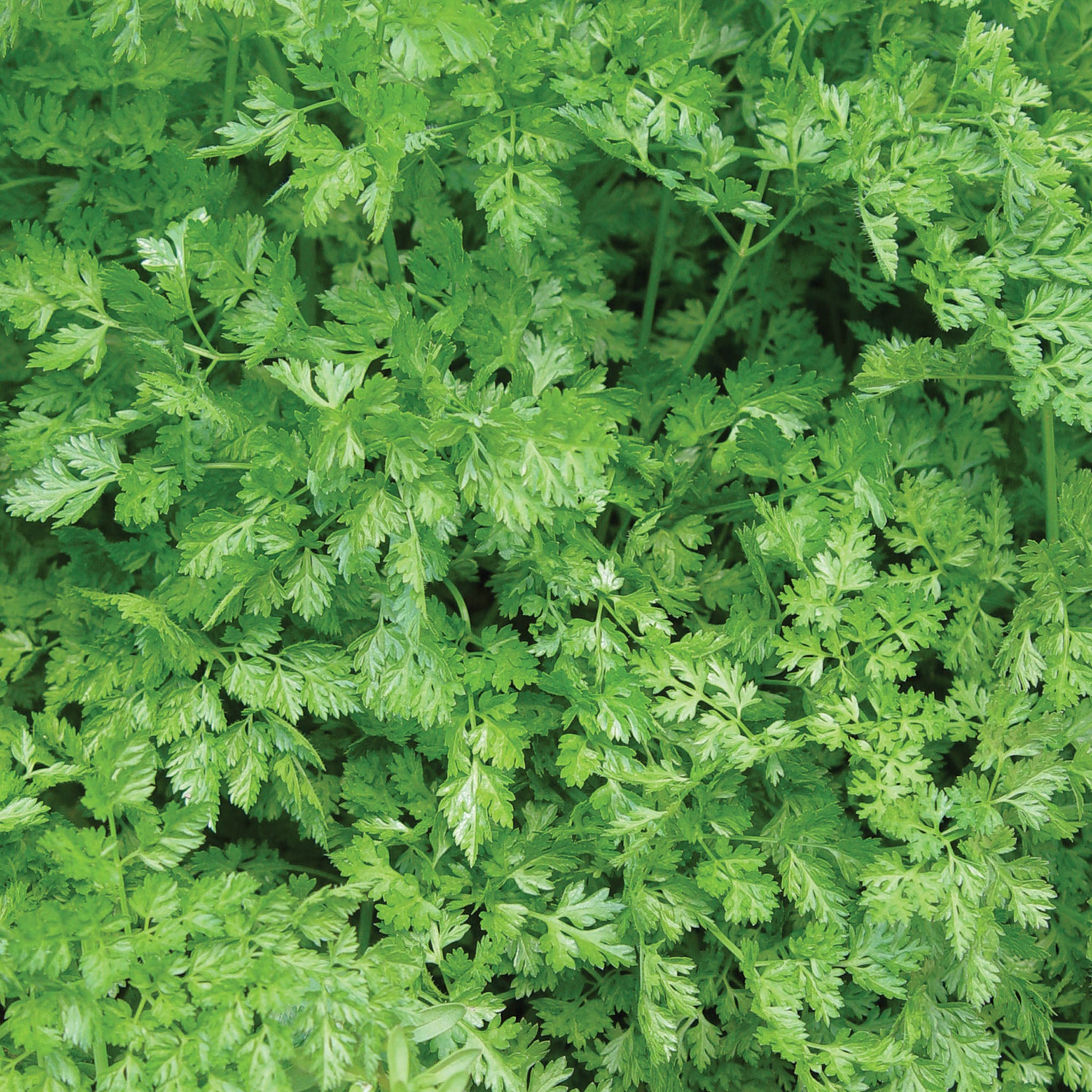 Curled Chervil