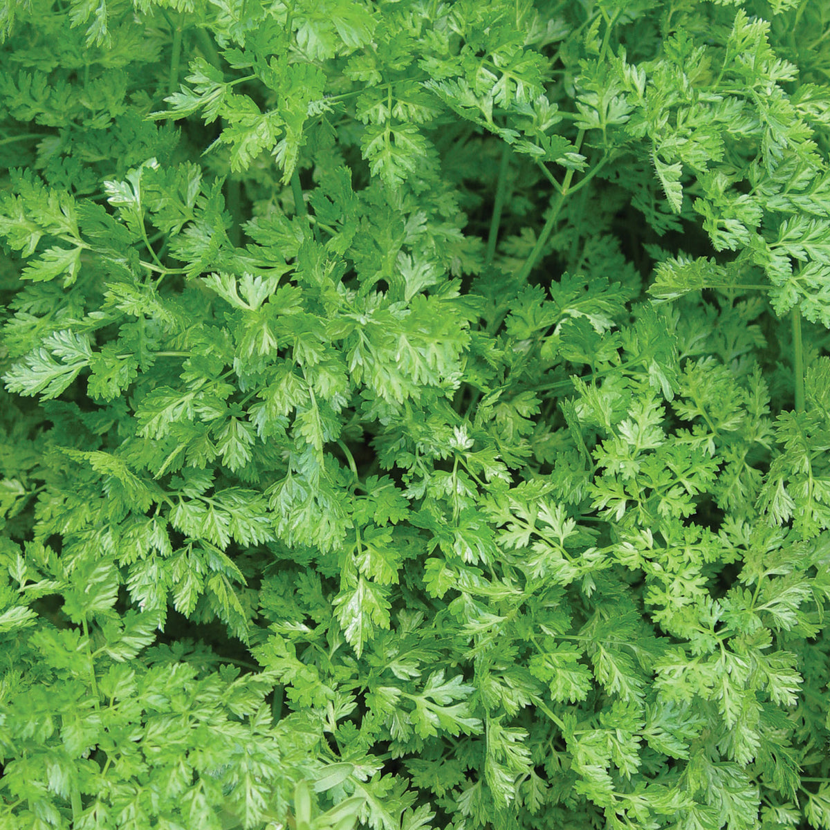 Curled Chervil