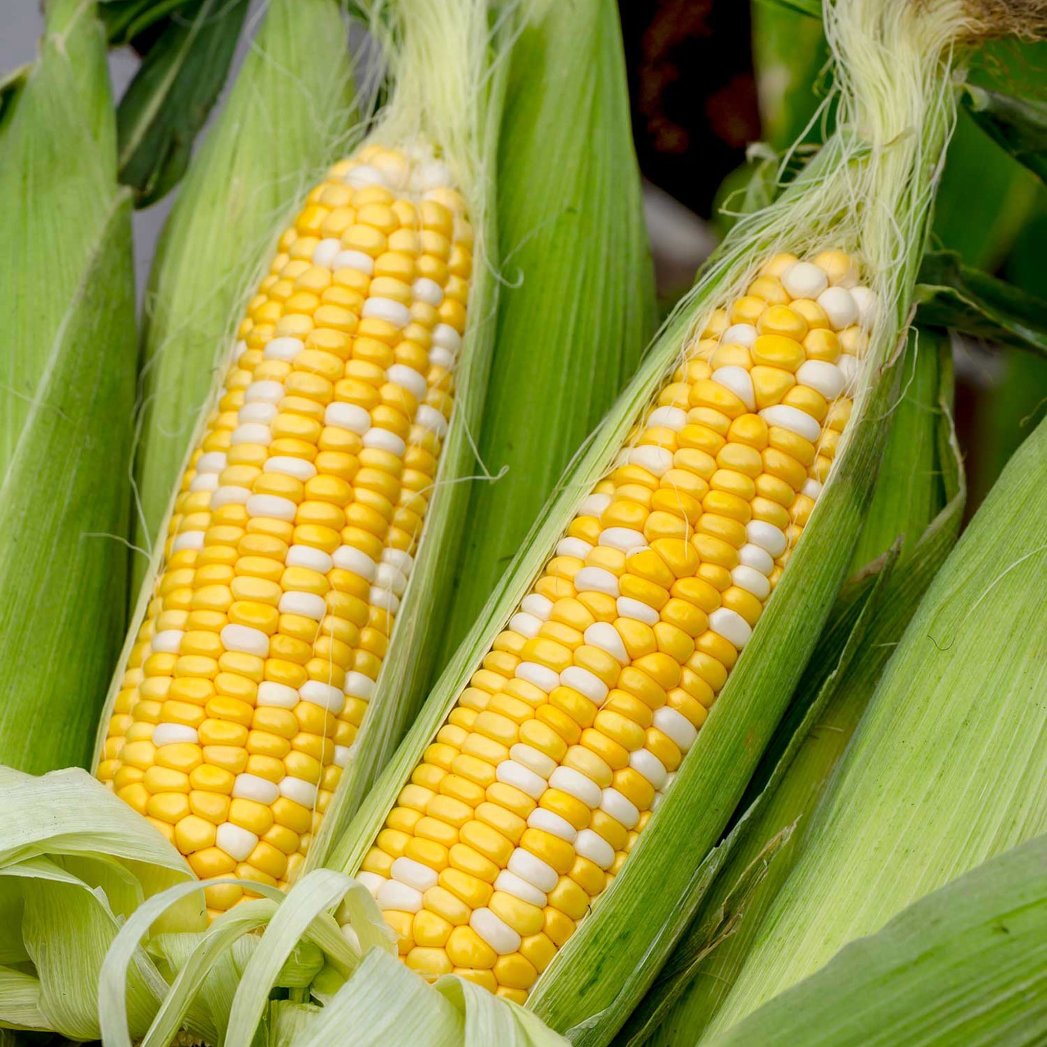 On Deck Corn