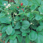 Mignonette Strawberry