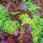 Heatwave Blend Lettuce