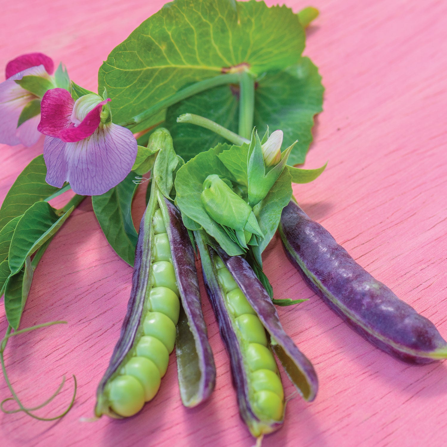 Sugar Magnolia Pea