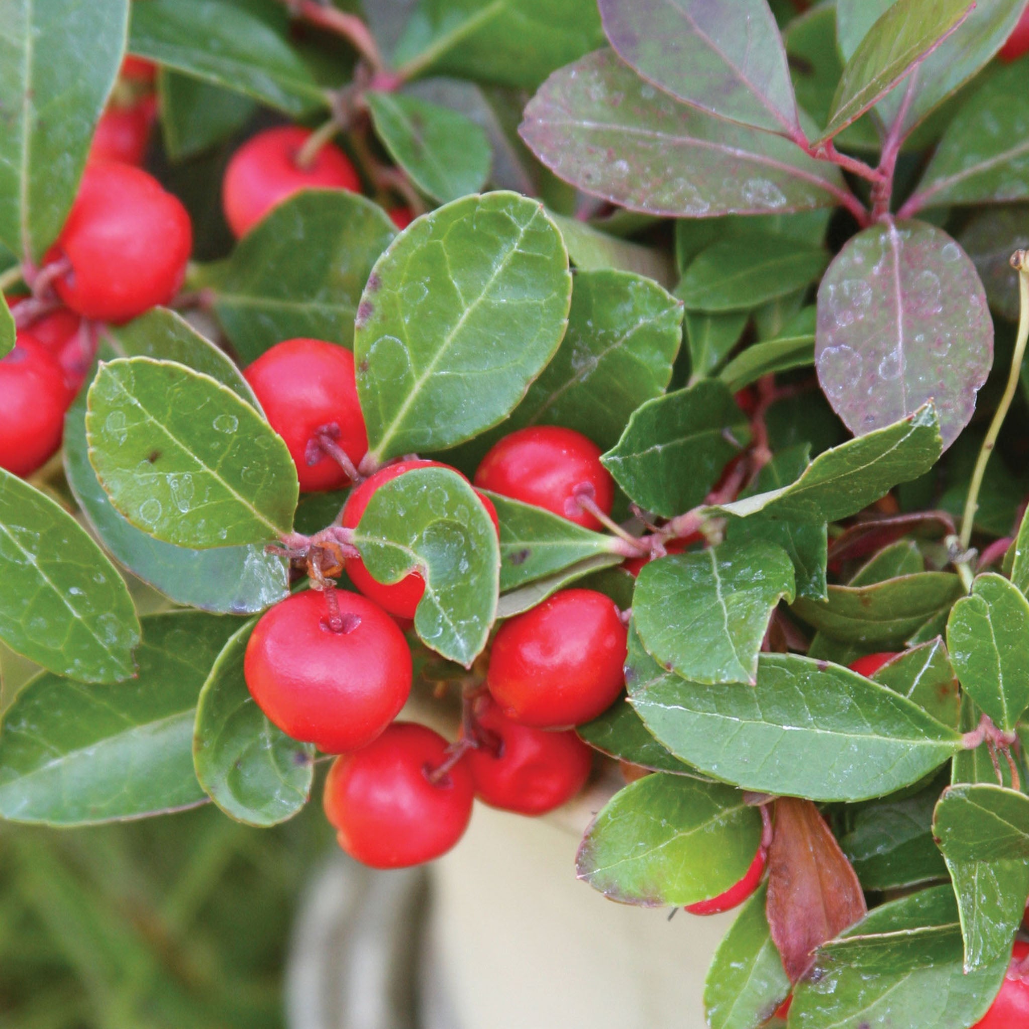 Wintergreen Herb