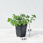 Italian Oregano