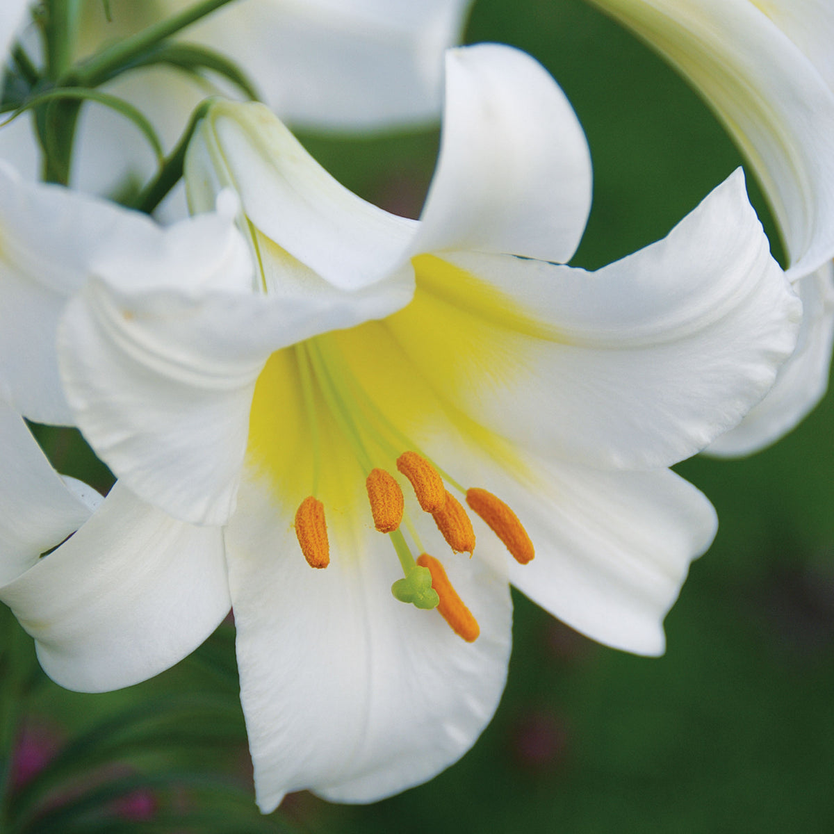Lily Trumpet Regale Bulbs