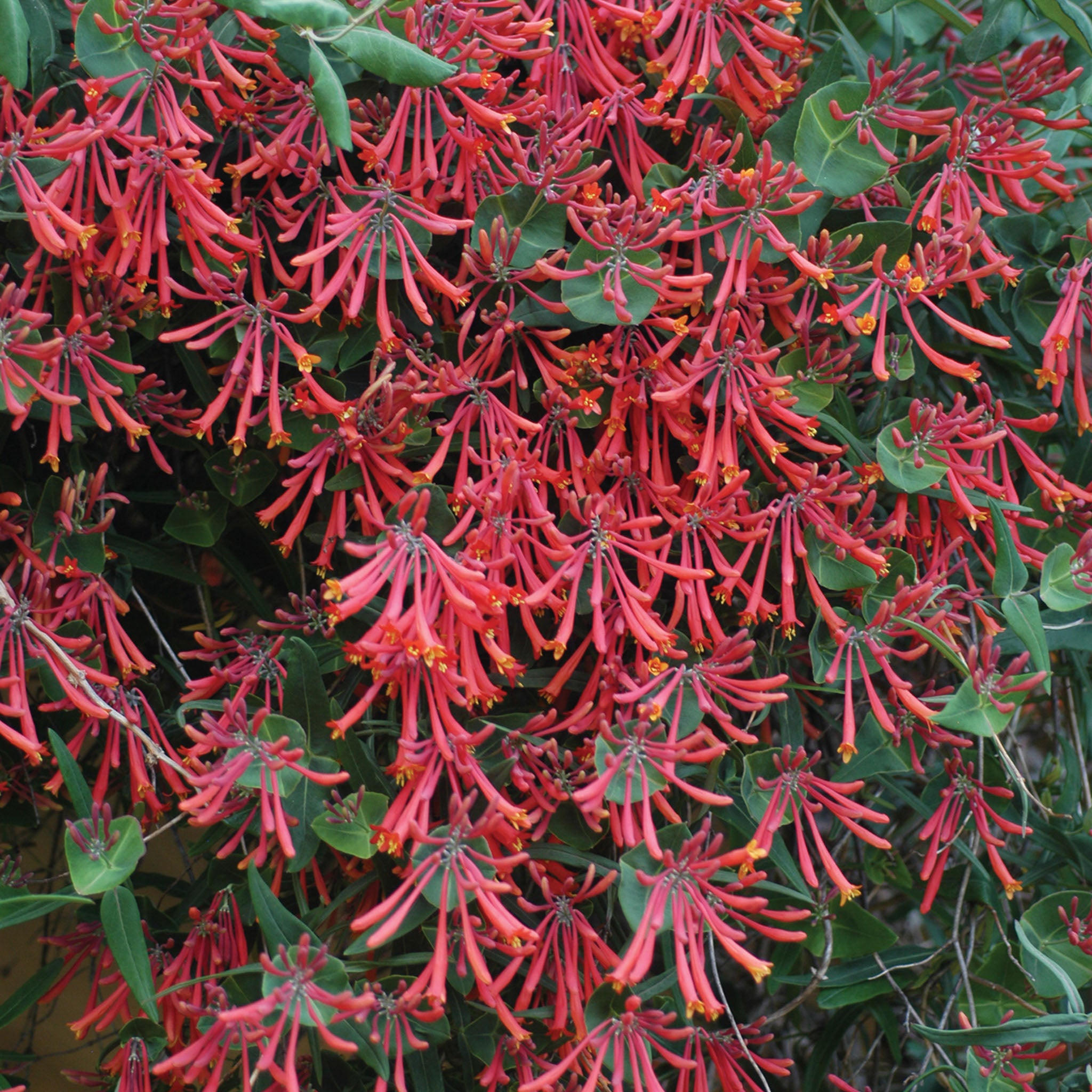 Major Wheeler Lonicera