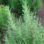 Arp Rosemary