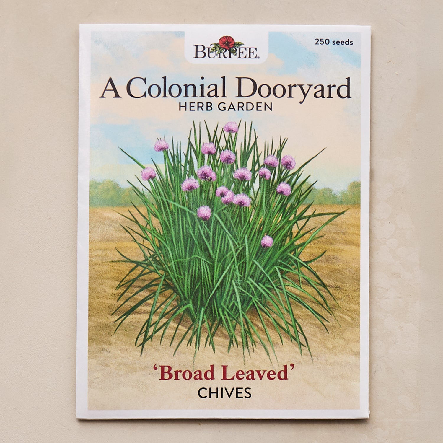 Broad Leaved Chives Seeds - A Colonial Dooryard Herb Garden