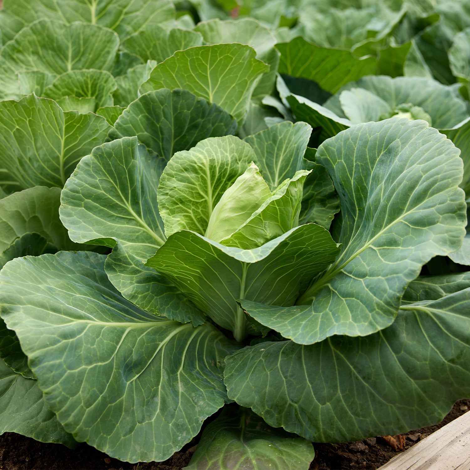 Early Jersey Wakefield Cabbage