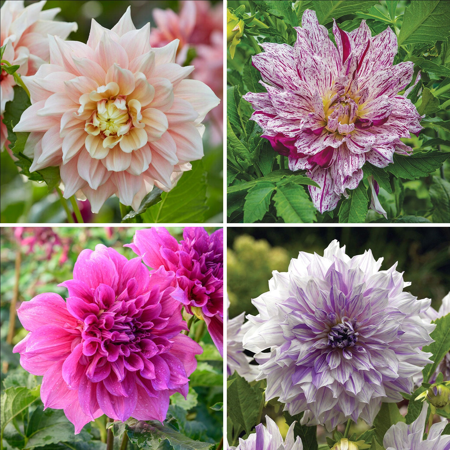 Dinner Plate Collection II Dahlia Tubers