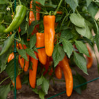 First Taste Sweet Pepper