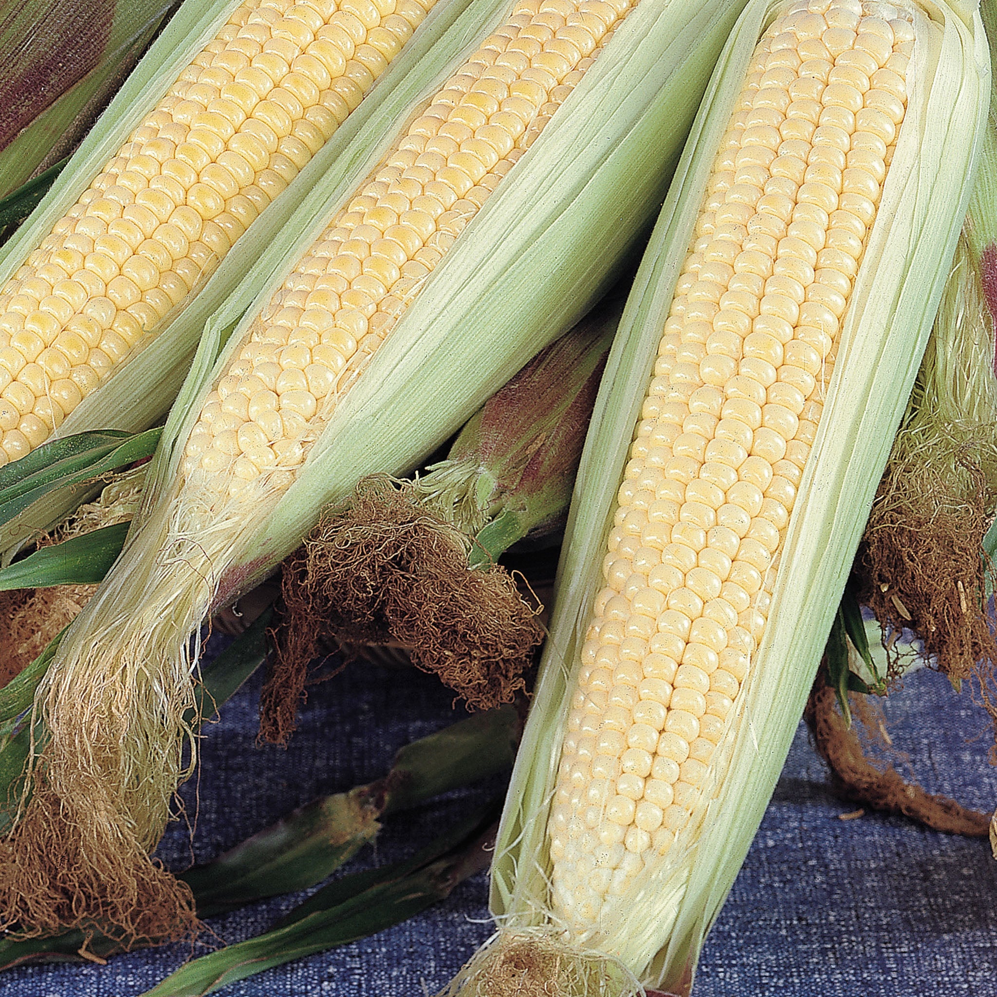 Kandy Korn (SE) Corn