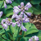 Blue Mouse Ears Hosta