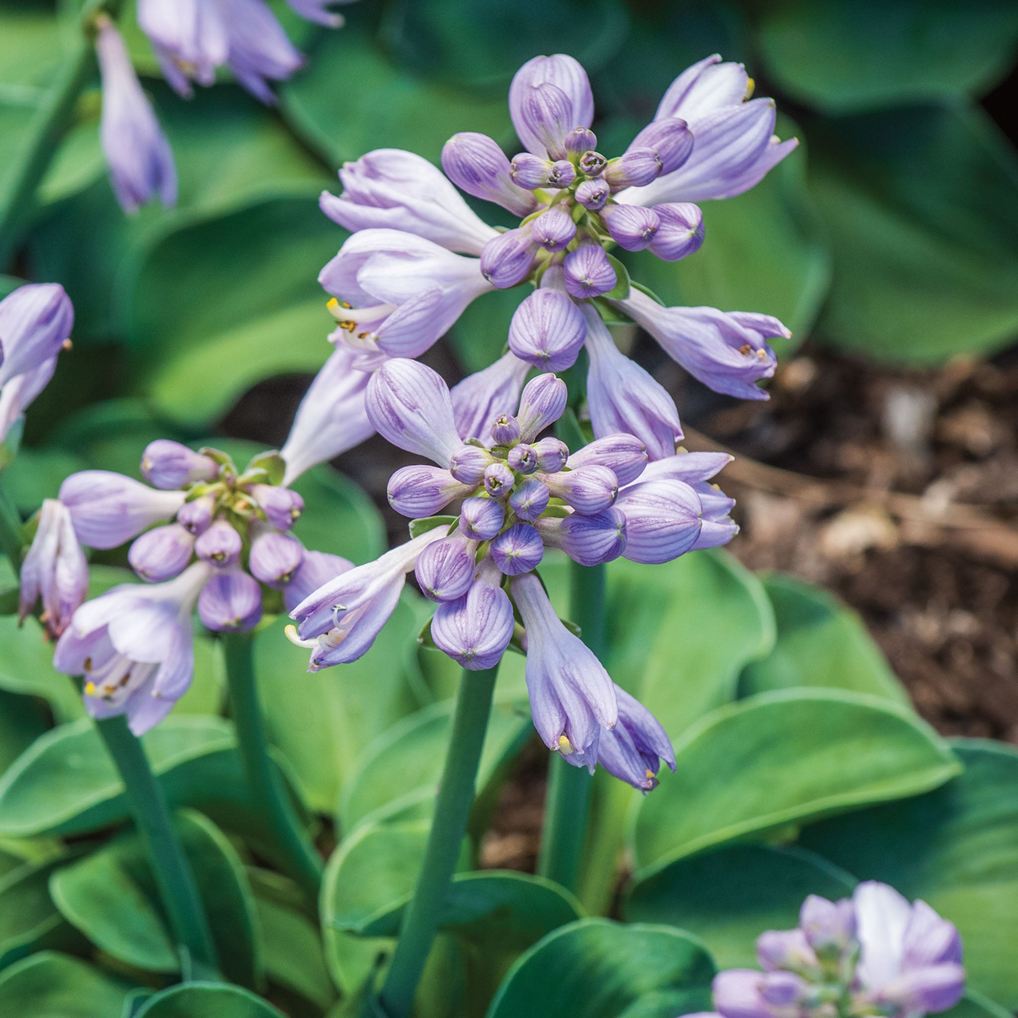 Blue Mouse Ears Hosta