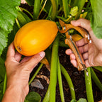Golden Egg Summer Squash