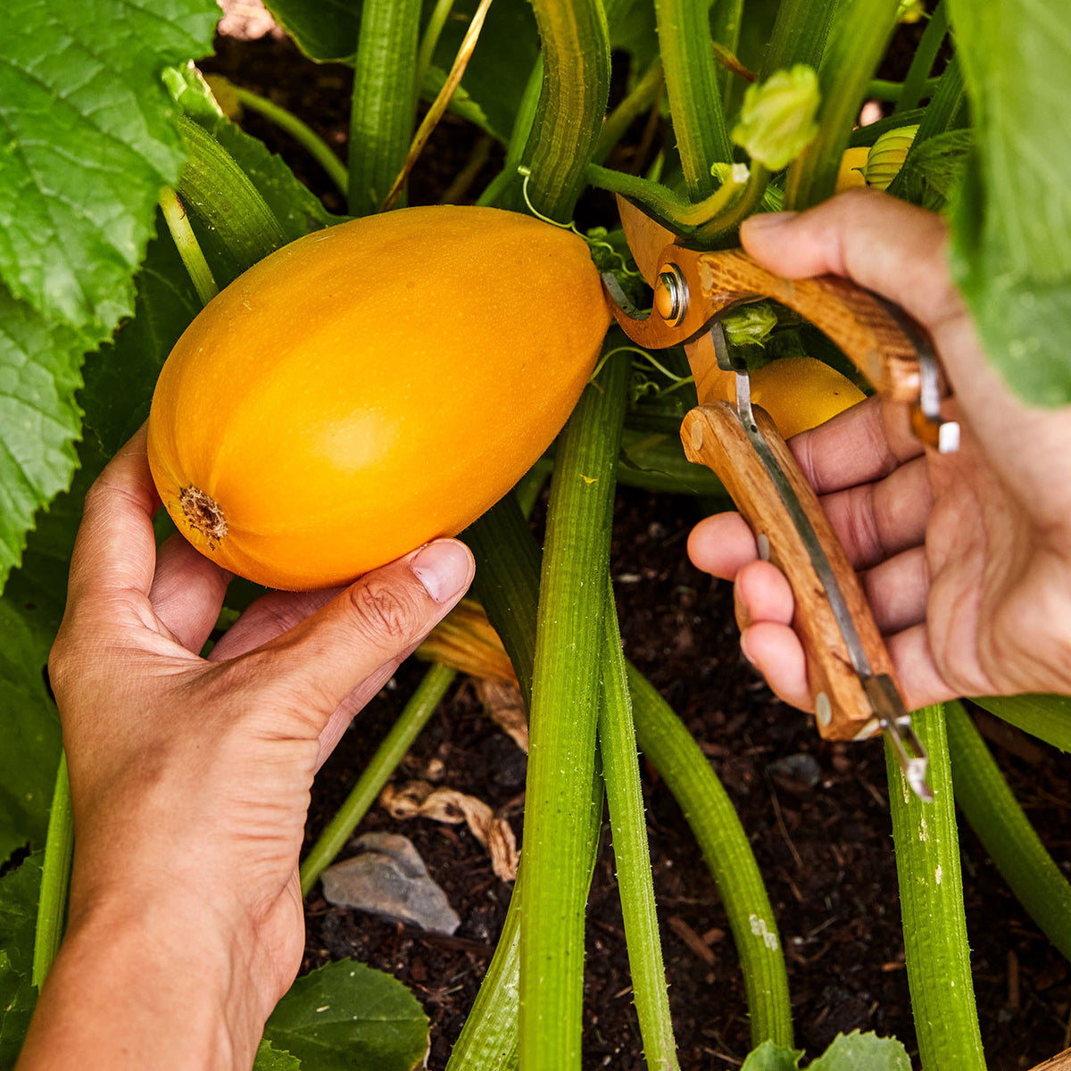 Golden Egg Summer Squash