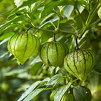 Purple Organic Tomatillo